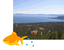 vacation homes, condos and cabins